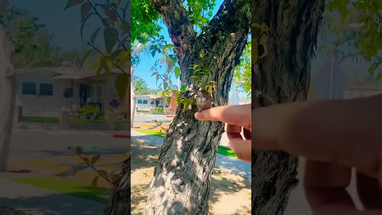 Tiny Wonder: The Delightful Bond between a Baby Hummingbird and a Gentle Finger