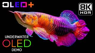 BEST OLED TEST - Stunning Underwater Paradise in 8K HDR | Dolby Vision™