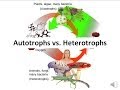 Energy Acquisition in Organisms: Autotrophs and Heterotrophs Explained