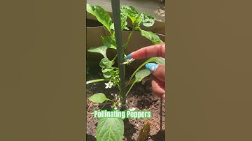 Pollinating your peppers is easy. Just give them a little tap of shake to loosen some of that pollen