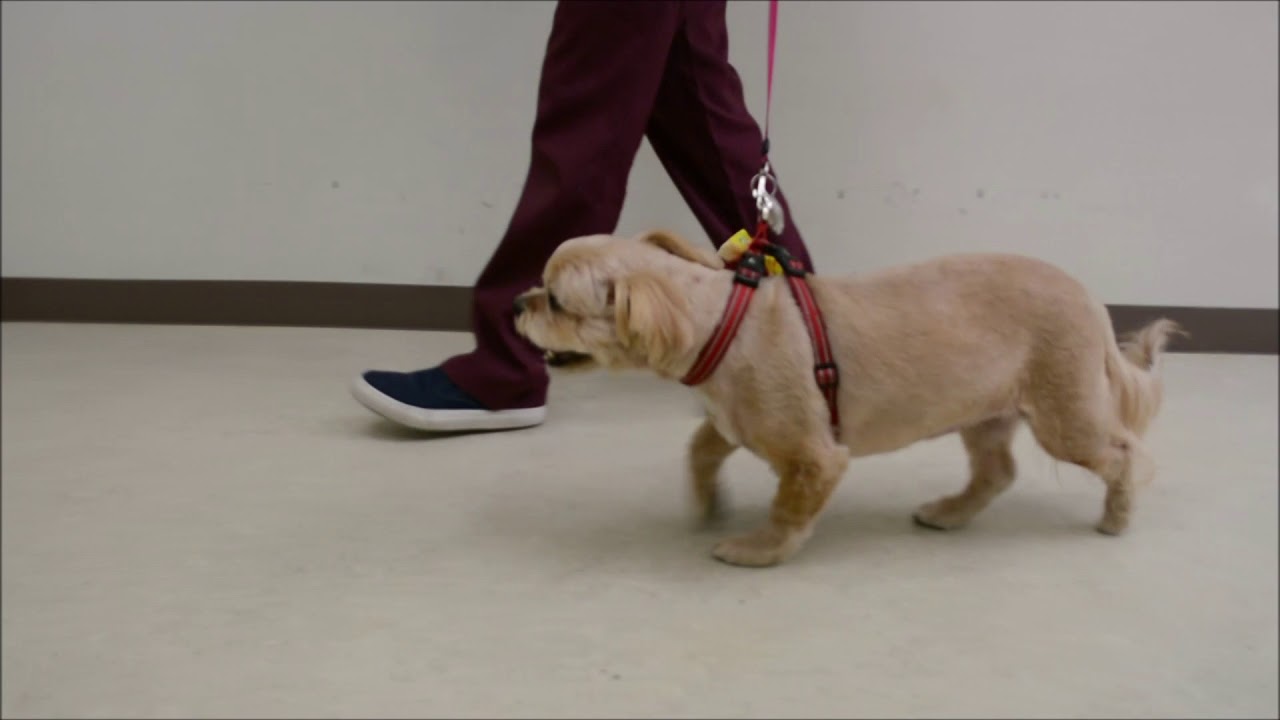 専門分野 Tploを実施したここちゃん 相川動物医療センター