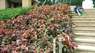 ময়নামতি কমনওয়েলথ সমাধি ক্ষেত্র