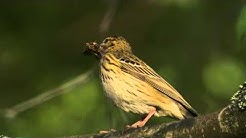 Birding at Sandemar Reserve, Sweden.