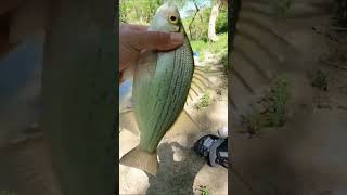 #bankfishing #fishing