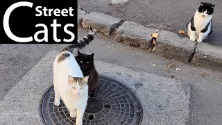 3 Alley Cats