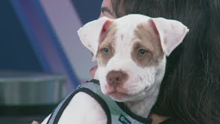 May is Chip Your Pet Month!