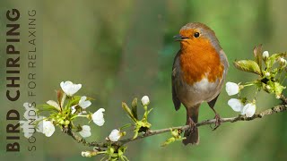 Suara Burung Indah - Kicauan Burung 24 Jam Relaksasi, Suara Alam Menyembuhkan dan Memulihkan