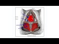 Levator Ani Syndrome - Trigger Point Therapy Master Class