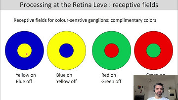 Introduction to Cognitive Neuroscience: Session 4.1 (Neural basis of visual processing: retina)