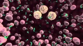 Editorial26489 Cellular Wound Environment Anc00122.Wmv