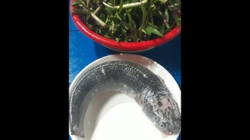 Cá Lóc Hấp Rau Ngổ