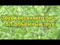 Звуки весеннего леса  5.1 объёмный звук