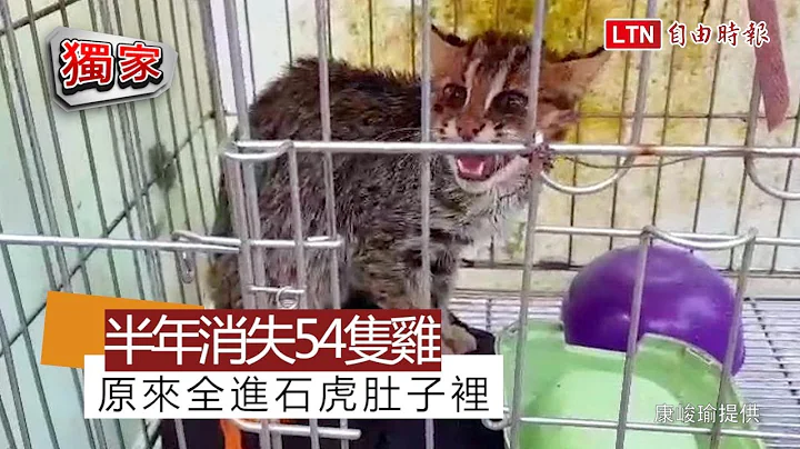 獨家》鹿谷養雞場半年消失54隻雞 原來全進石虎肚子裡(康峻瑜提供) - 天天要聞