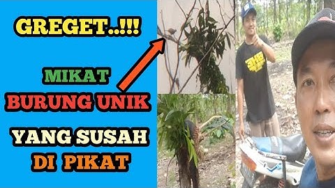 MIKAT BURUNG PERKUTUT UNIK  part 1 @suryopatiii5524
