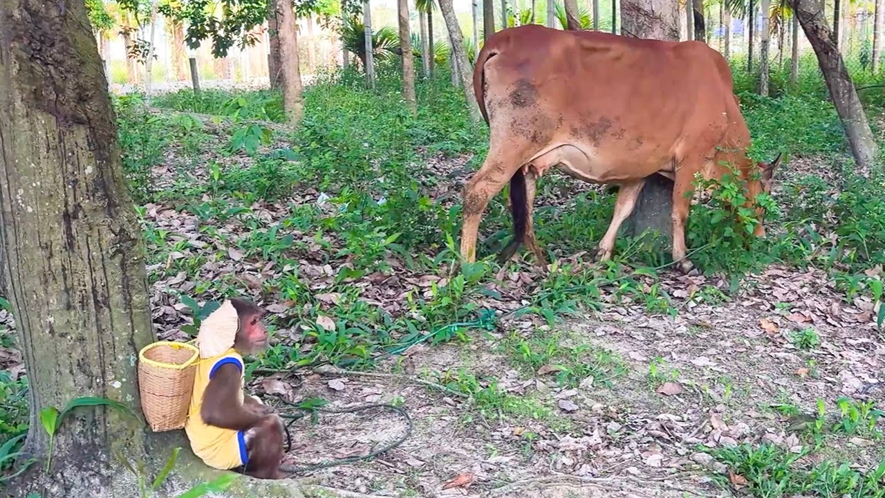 So Sweet! CUTIS secret Feeds the Cows While Baby Monkey Is Fast Asleep