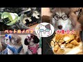 わんにゃん大集合❤️ペット用メガネ＆サングラス【短い動画】Dogs and cats with glasses！