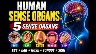 human Sense Organs Mind Map || Eye || Ear || Nose || Tongue || Skin #human #sense Organs ||
