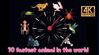 The 10 Fastest Animals 4K
