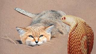 ヘビやサソリを襲う、世界最強の野生ネコスナネコの素顔とは