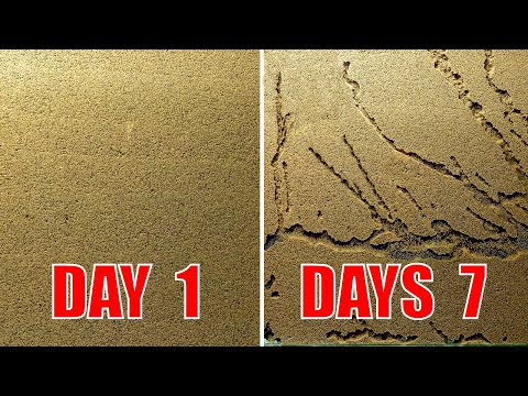 Sand ant farm V3.0 - ants digging tunnels time lapse 4k
