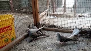 dove colony breeding progress
