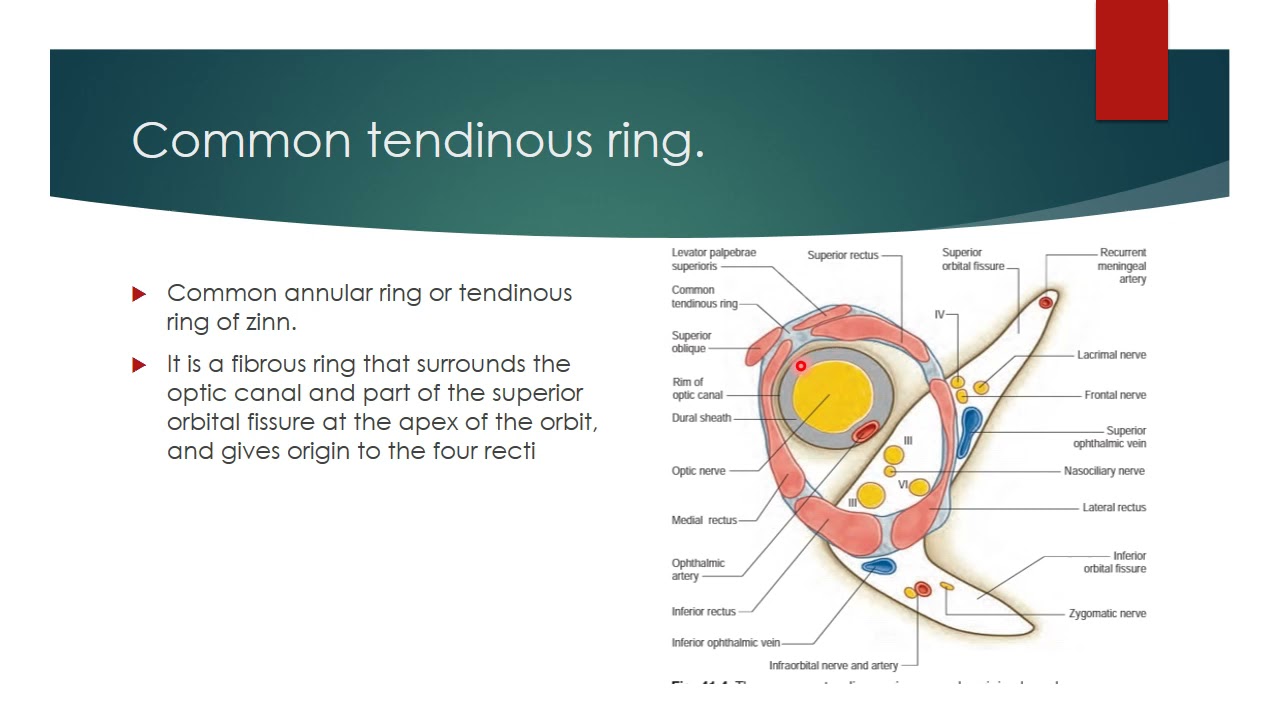 Orbit (SOE 3d) - Anatomy for the FRCA