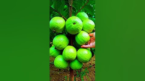 🌿Grow Guava Tree Faster with These Simple Tips! #guava #fruittree