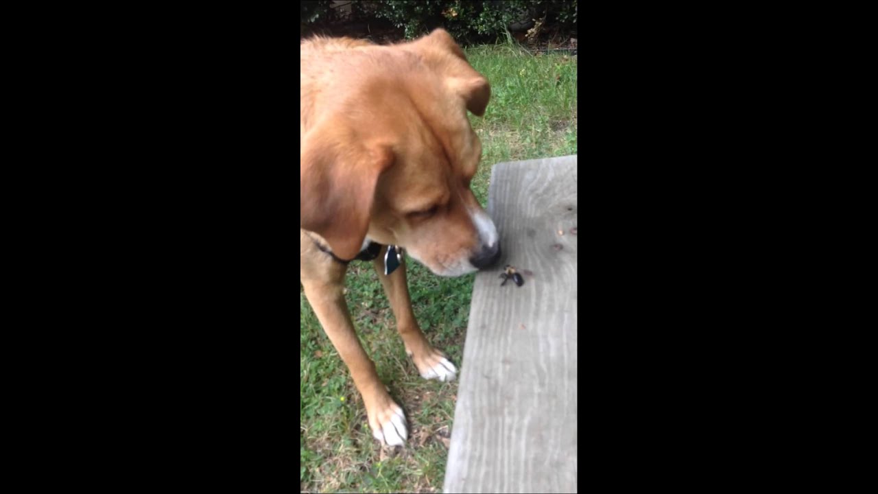 My dog meets a bumblebee YouTube