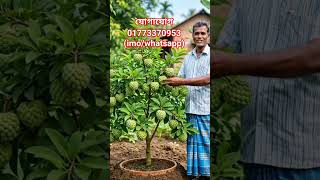 শরিফা #viral #fruit #চারা #farming #ছাদবাগান #agriculture #lifeisbutadream #foryou #news #viralnews