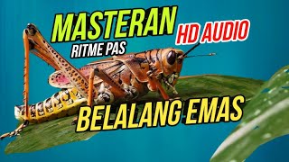 Suara Belalang Emas HD Audio Masteran Burung Terbaik 2022 | Golden Locust Sounds | Grasshopper sound