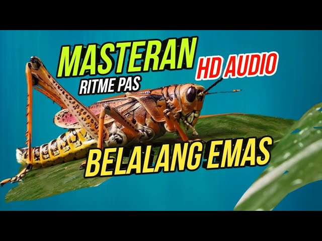 Suara Belalang Emas HD Audio Masteran Burung Terbaik 2022 | Golden Locust Sounds | Grasshopper sound class=