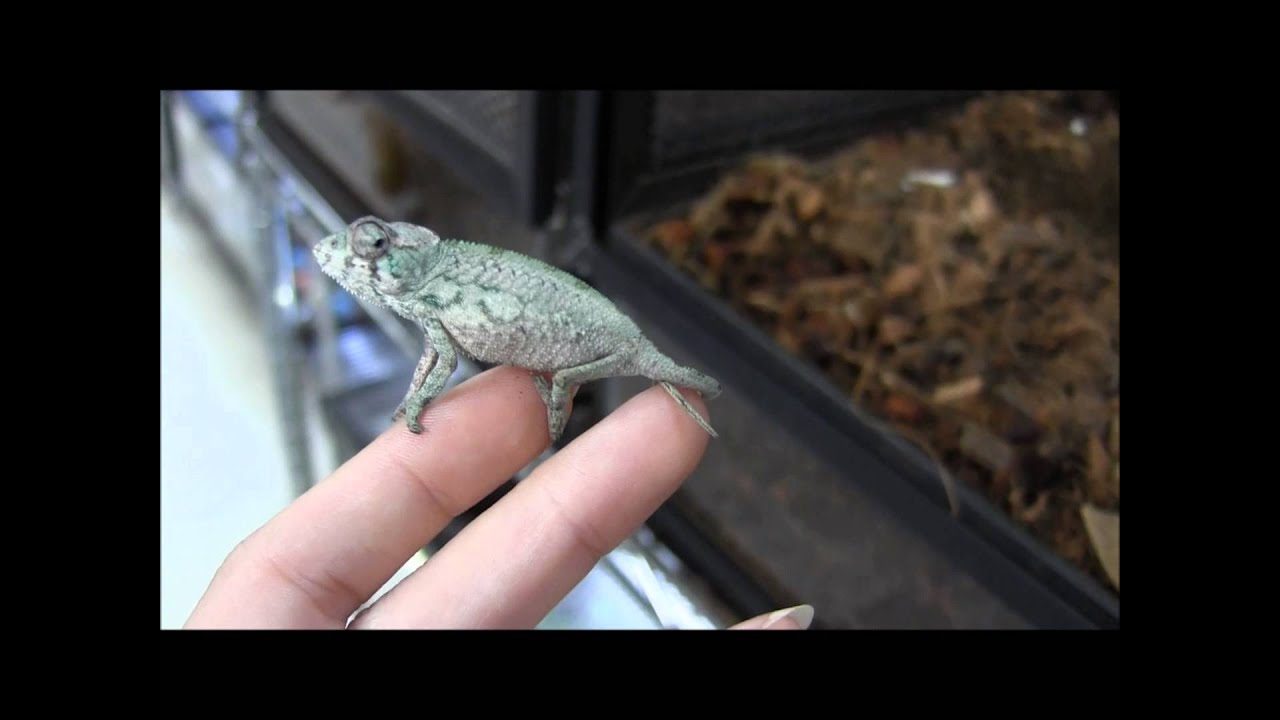 scorpion mortal kombat Baby Nosy Be Panther Chameleon