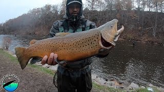 The Smallest Brown that we Landed was a GIANT - Oak Orchard 2019