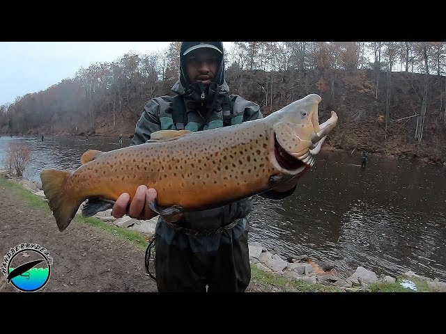 The Smallest Brown that we Landed was a GIANT - Oak Orchard 2019 