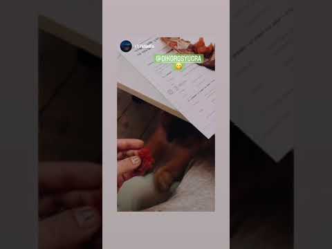 Язь Колодкой Сухого посола