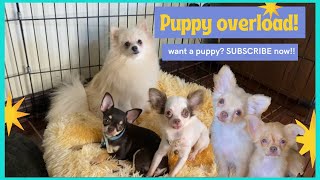 PUPPY OVERLOAD! | SO CUTE! | SUPER MARCOS VLOGS by Super Marcos 254 views 2 years ago 2 minutes, 21 seconds