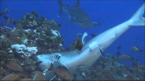 اجمل تلاوة سمعتها حتى الآن! تأمل في خلق الله! جودة عالية