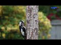 Wonderful bird in forest | music relaxing | forest waterfalls with bird | forest bird video