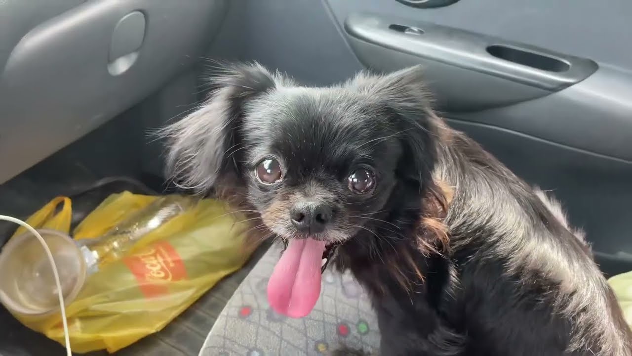 ОДЕСА ВЕЧІРНІЙ БАЗАР🍒,ВИКЛИКАЛА ПОЛІЦІЮ🚔