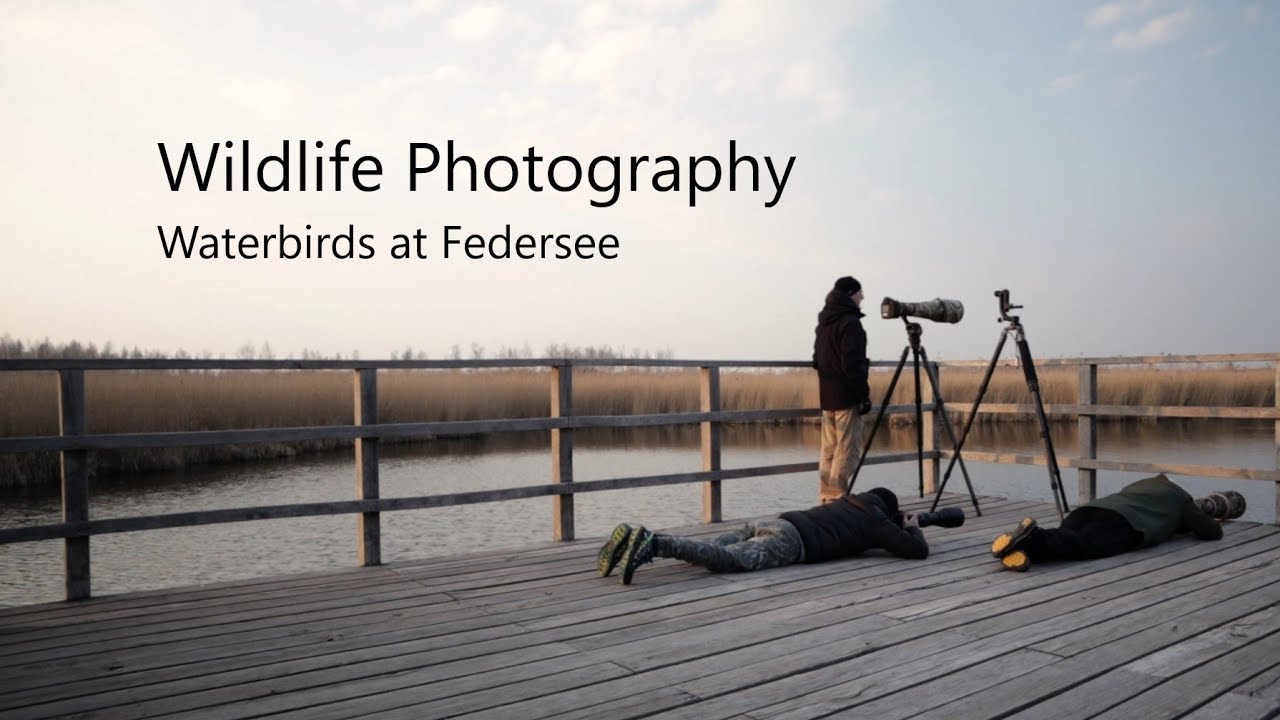 Bird Photography At Federsee Bad Buchau Youtube
