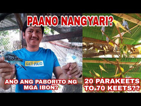 Video: Paano Sanayin Ang Isang Budgerigar