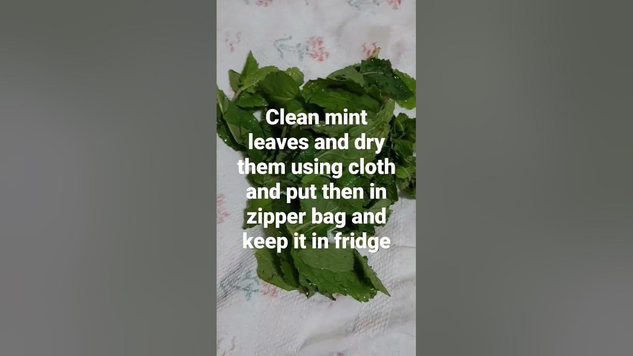 how-to-store-mint-leaves-youtube