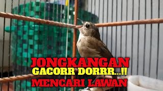 JONGKANGAN GACOR DORRR MENCARI LAWAN tidak ada semenit pasti tarung dengan jongkangan anda