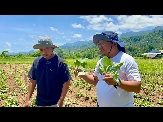 9 Times ang Kita sa Puhunan mo sa Sweet Potato Technology Based Farming! class=