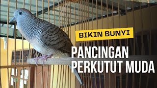 perkutut lokal muda belajar bunyi, ampuh untuk pancingan dan naikkan mental perkutut