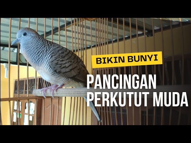 perkutut lokal muda belajar bunyi, ampuh untuk pancingan dan naikkan mental perkutut class=