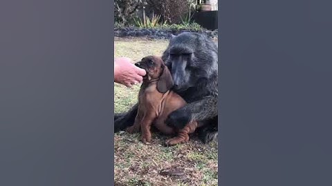 What happens when a baboon meets a puppy? 🤔 #animals #wildlife #baboon  #doglover #puppy