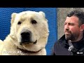 This Giant Dog Isn’t Akbash or Alabai… So What Is It? | Rare Dogs of Turkey