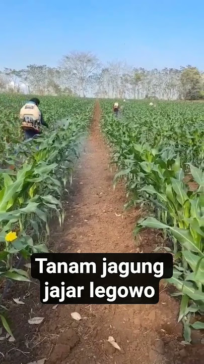 jarak tanam jagung jajar legowo