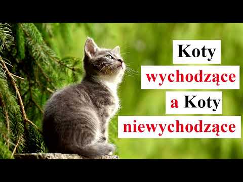 Wideo: Czy koty potrzebują ucieczki?